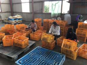 Pre-packaging of  sweet potatoes.