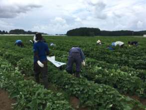 Volunteers at the sweet potato farm