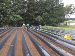 Mobilized volunteers while planting sweet potatoes