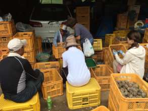Yam post harvesting by the volunteers.