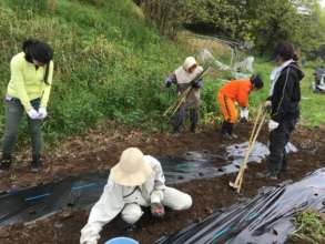 Volunteers help in sowing peanuts.