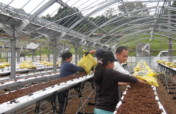 Community Revitalization Project in Kumamoto