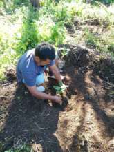 Fruit tree planting around camp outside reserve