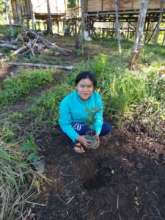 SRI team member Meli planting coffee at Sipirok