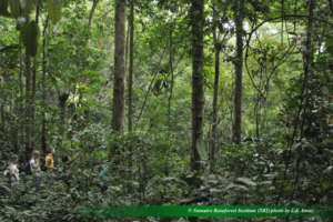 Sibualbuali nest counting