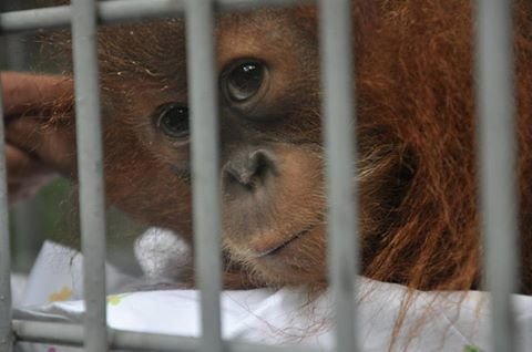 Tapanuli's Orangutan Conservation Project (TOCOP)