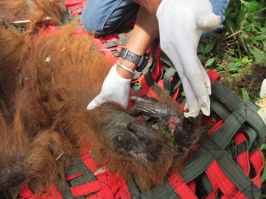 Tapanuli's Orangutan Conservation Project (TOCOP)