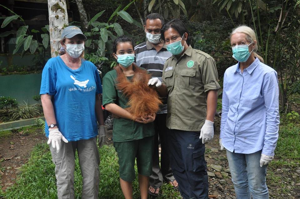 Tapanuli's Orangutan Conservation Project (TOCOP)