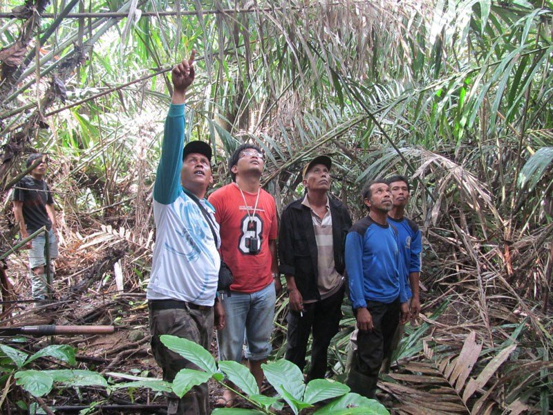 Tapanuli's Orangutan Conservation Project (TOCOP)