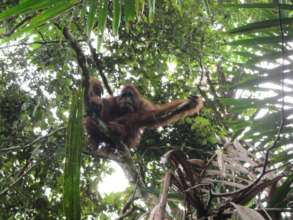 Wild orangutan