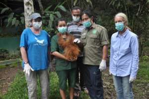 Orangutan baby ( illegal pet) rescued