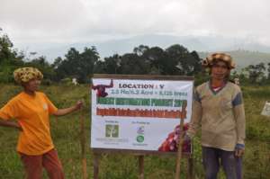 Orangutan Habitat rehabilitation