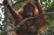 Tapanuli's Orangutan Conservation Project (TOCOP)