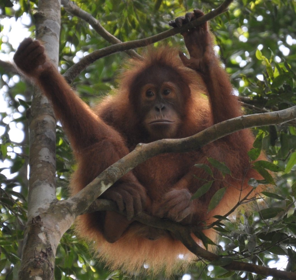 Tapanuli's Orangutan Conservation Project (TOCOP)