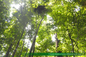 Orangutan nest Sibualbuali