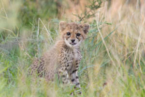 One of Zinzi's Cubs