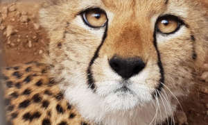 Cheetah Cub in Somaliland