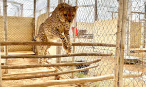 Duma getting therapy