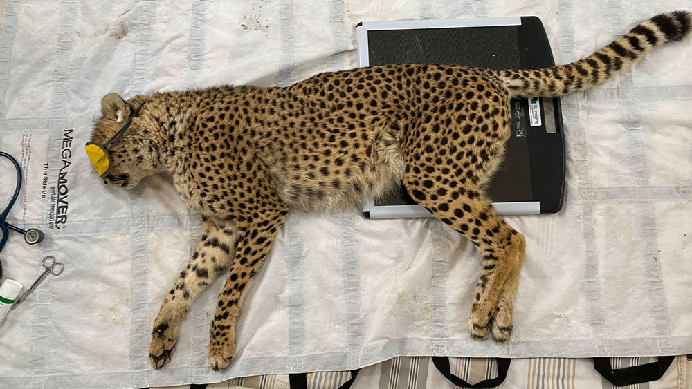 Duma getting an X-Ray