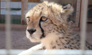 Cheetah cub at CCF Safe House in Hargeisa
