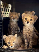 Five cubs arrive at the CCF Cheetah Safe House