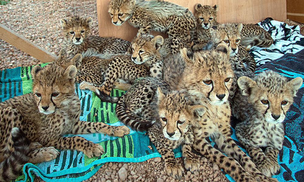 Ten of the eleven cubs seized in October 2019