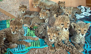 Ten of the eleven cubs seized in October 2019