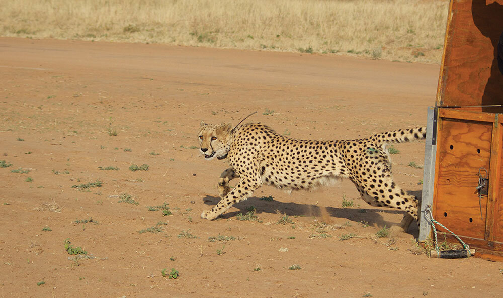 Cheetah Release at CCF
