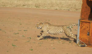 Cheetah Release at CCF