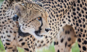 Cheetah fitted with Satellite collar