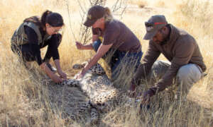 CCF vet team prepare to transfer cheetah for India