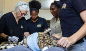 Dr. Marker and CCF Staff prepare cheetahs to India