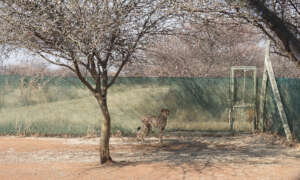 The cheetahs in quarantine period pre-trip