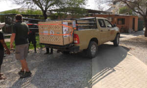 Loading the cheetahs for their trip from Namibia