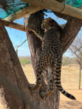 Cheetah Somaliland Centre