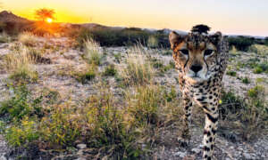 One of the cheetahs living at CCF Somaliland