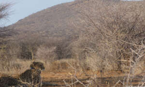Released Collared Cheetah