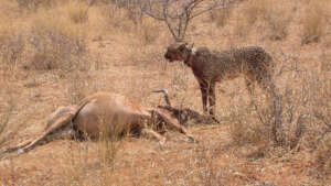 Released Collared Cheetah and Prey