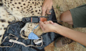 Collaring Relased Cheetah