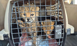Cheetahs being transported to CCF's Centre