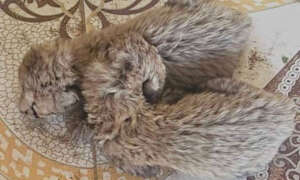 Cheetah Cubs in Somaliland