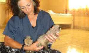 Dr. Marker caring for orphaned cheetah cubs