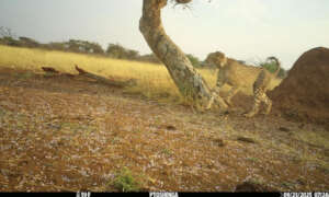 Tupuka Release Camera Trap