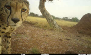 Tupuka Release Camera Trap 2