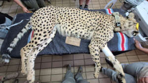 Tupuka Medical Workup