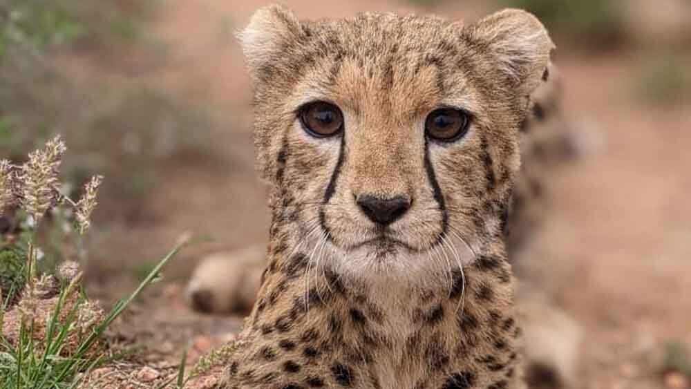 Cheetah at Cheetah Rescue & Conservation Centre