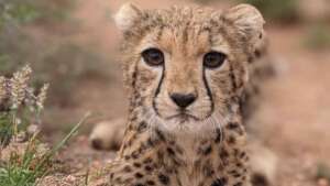 Cheetah at Cheetah Rescue & Conservation Centre