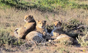 Adult cheetahs together in expansive enclosures