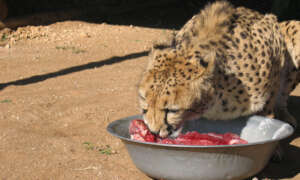 CCF Cheetah