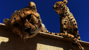 Cheetahs at Somaliland Centre